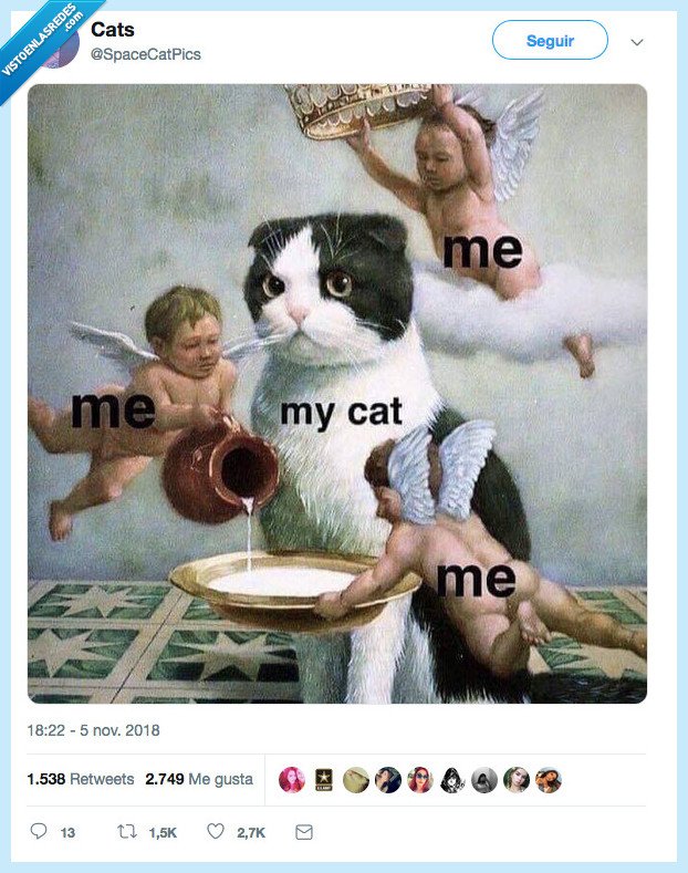 gato,sirviendte,dame comida y mimos hostia