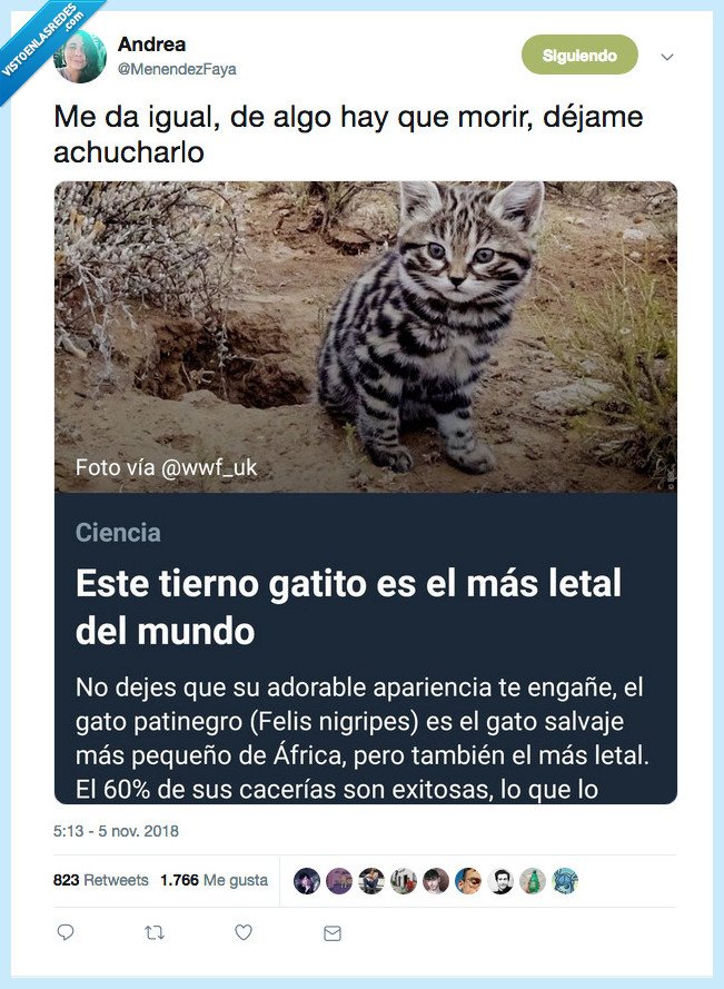 gato,adorable,leta,mundo