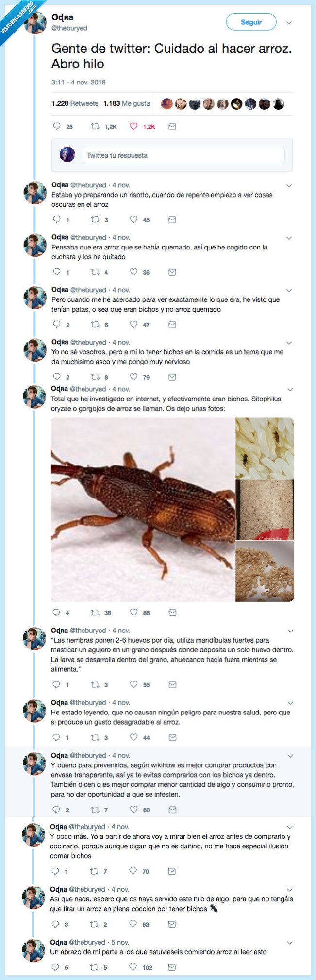 arroz,probar,bicho,nunca jamas