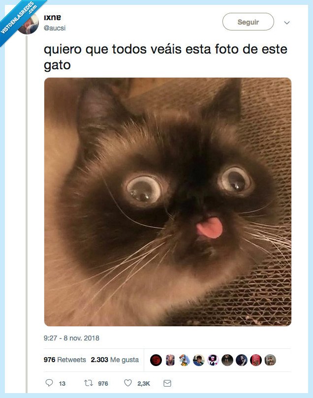 gato,meme,wat?