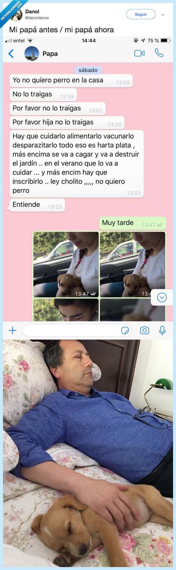 perro,cambiar,todo