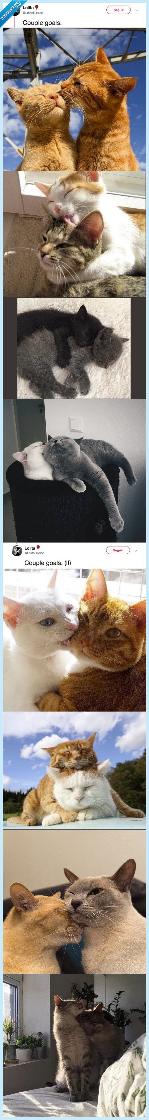 post,gatetes,mala tarde