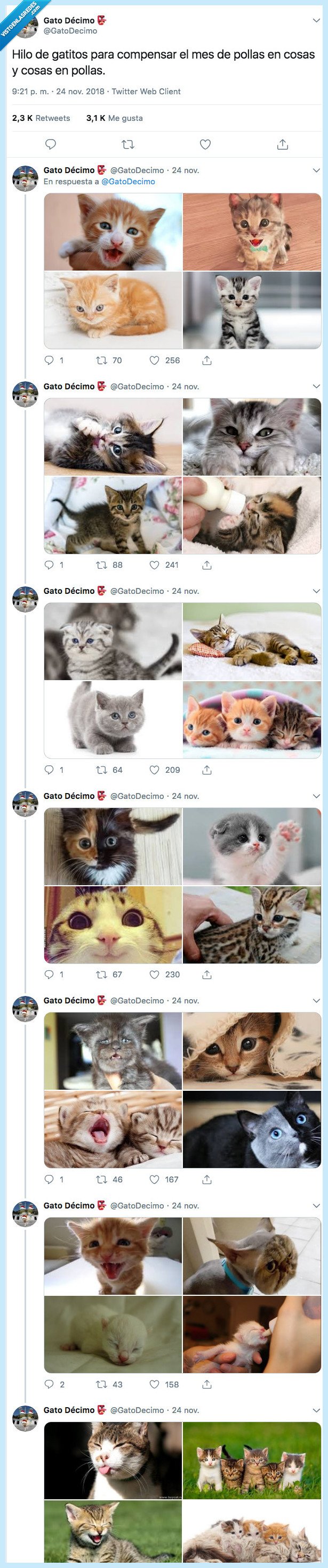 gatos,terminar,dia,mes