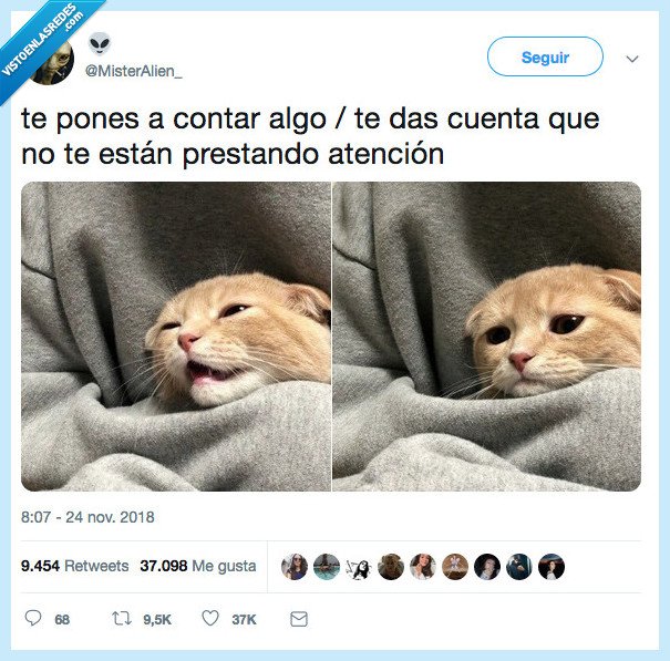 descripción gráfica,gato,dar cuenta
