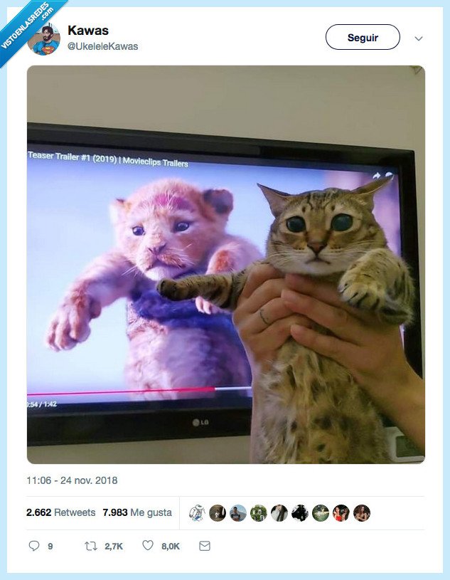 gato,rey leon,felinos son