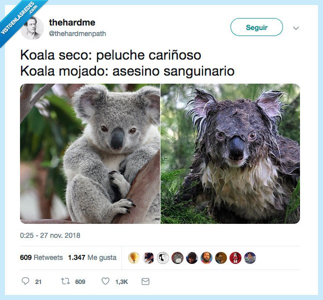 hijos,diablo,koala,parecer