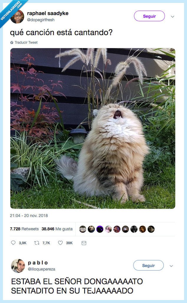 marramiaumiau,gato,sentada