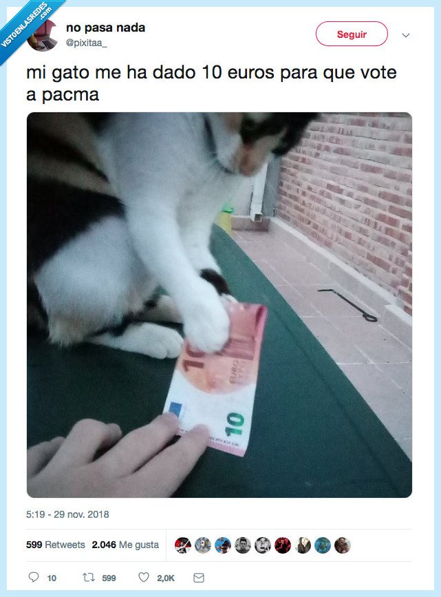 gato,dinero,votar,pacma