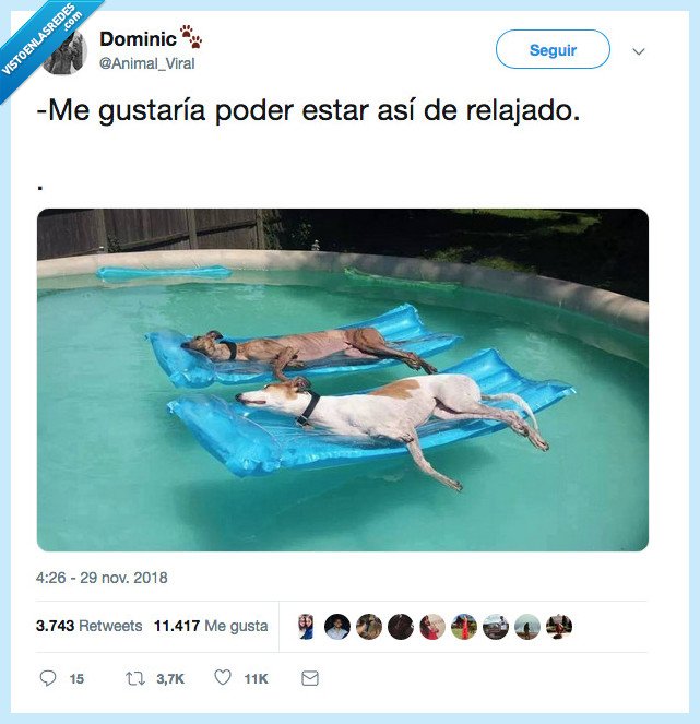 siempre,perro,así