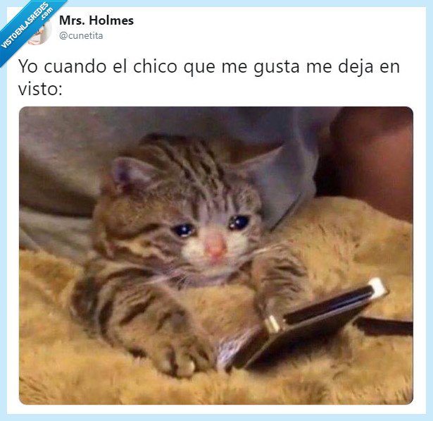 foto,gatos,vida,amor,twitter,humor,españa,sentimental