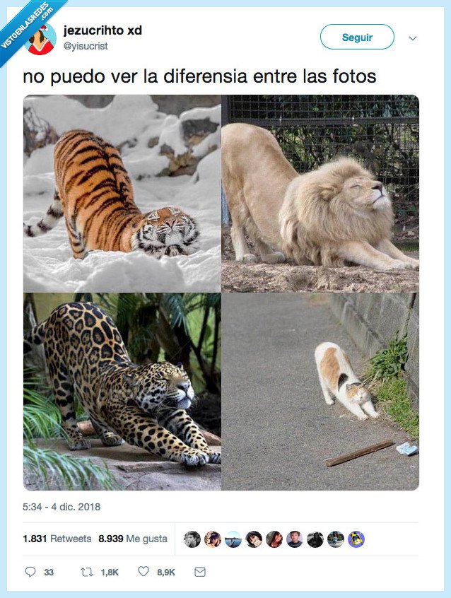 felino,tigre,leo,gato
