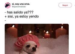 Enlace a Ese chiuahua soy yo, por @quenormaltodo