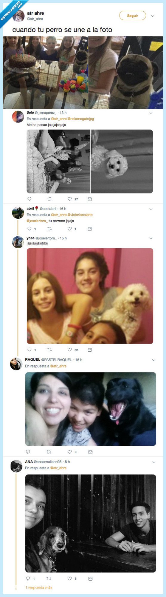 perros,posar,fotos,personas