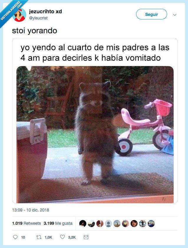 mapache,vomitar,paadres