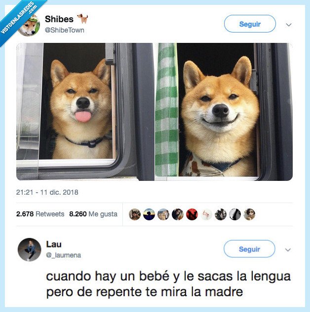 perro,bebé,yo,lengua