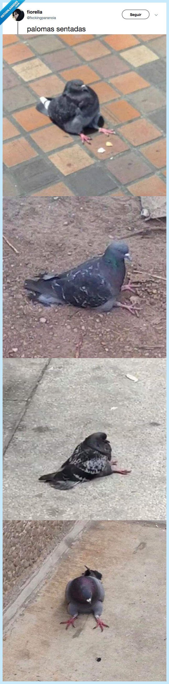 palomas,sentadas,graciosas,vida