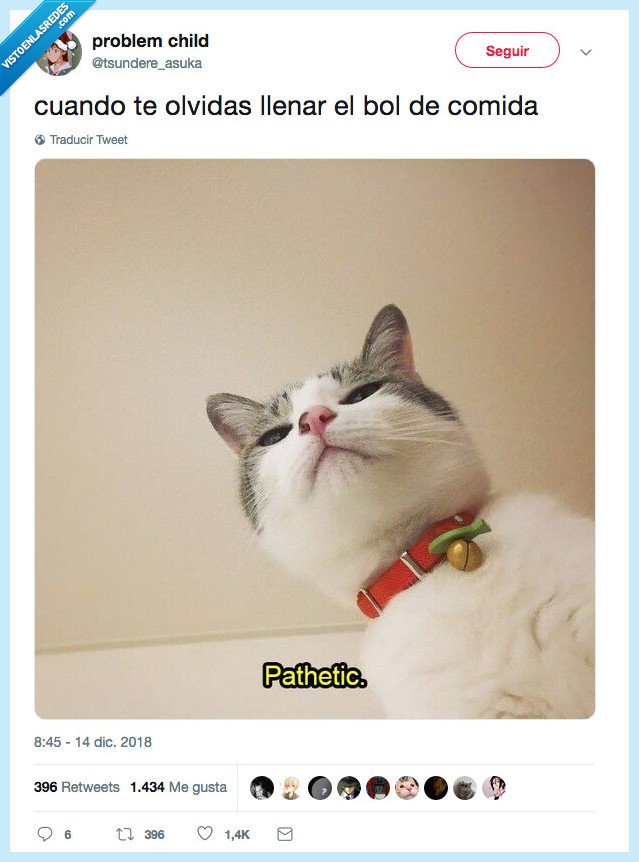 gato,olvidar,comida,llenar,bol