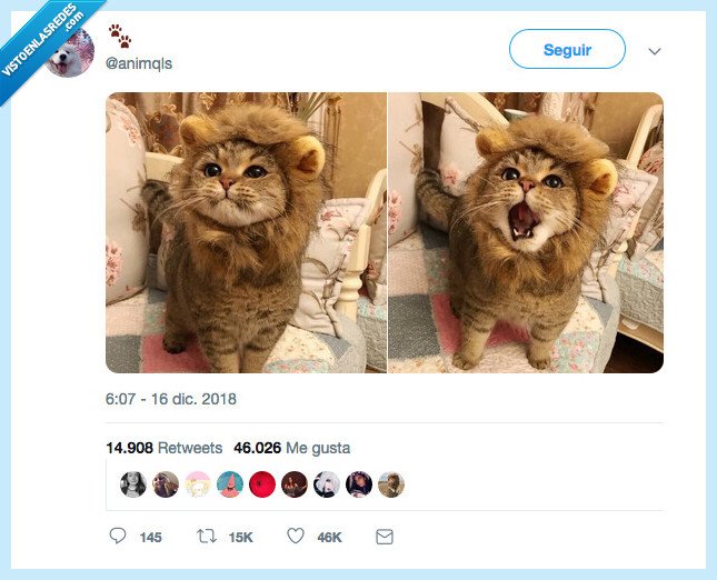 rey león,realista,gato,miau