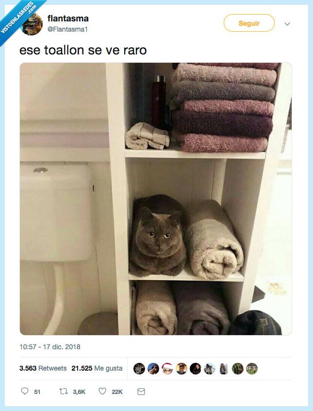 miau,toalla,rara