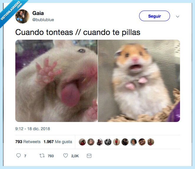 hamster,tontear,pillar