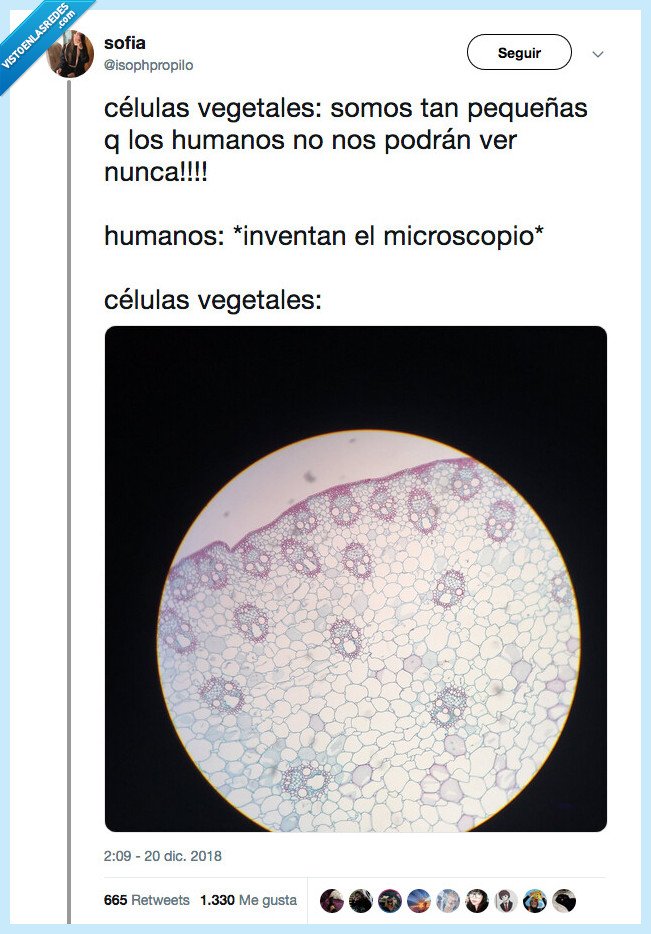 505244 - Se quedan flipando las celulas, por @isophpropiIo