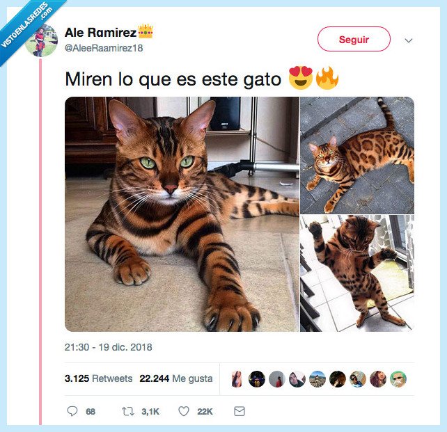 gato,enamorar