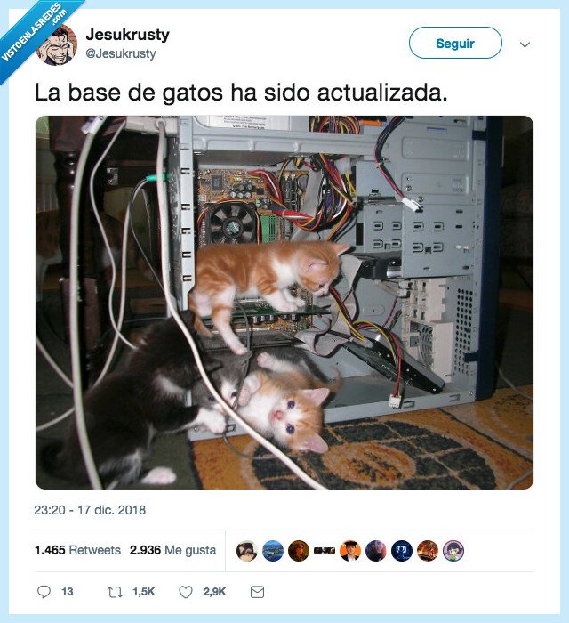 ordenadores,gatos,por dentro así