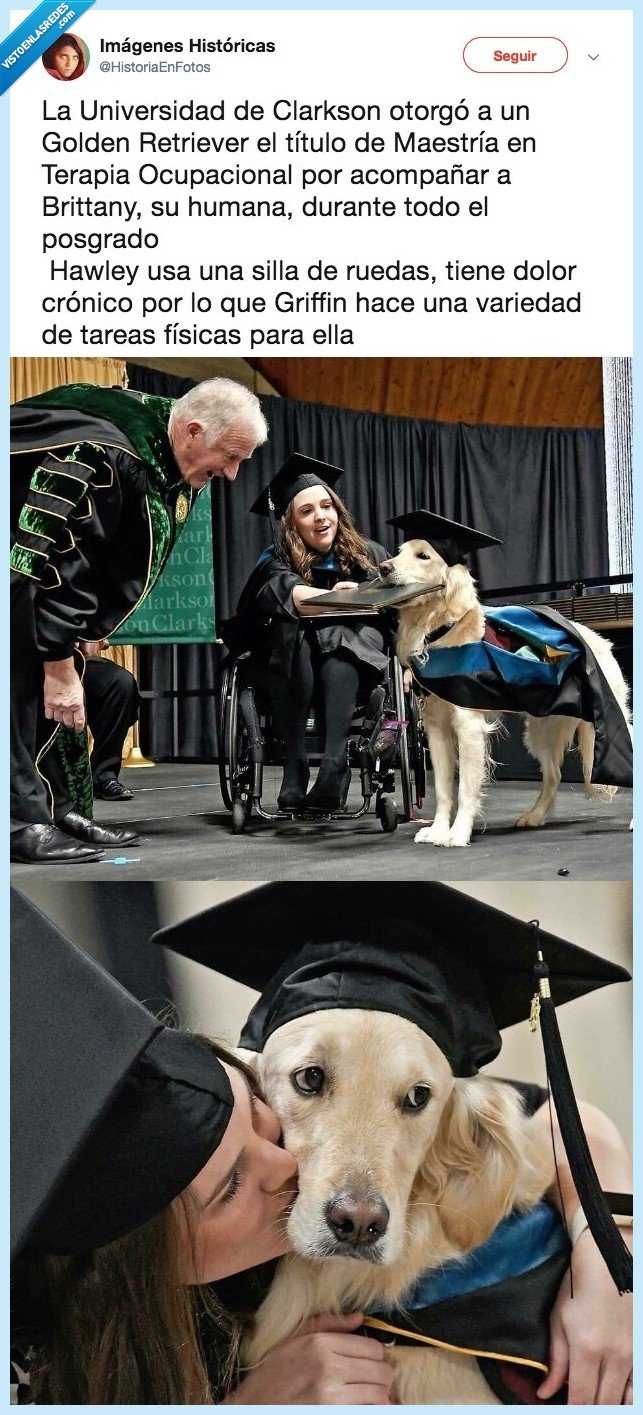 perro,graduar,dueña,acomapañar