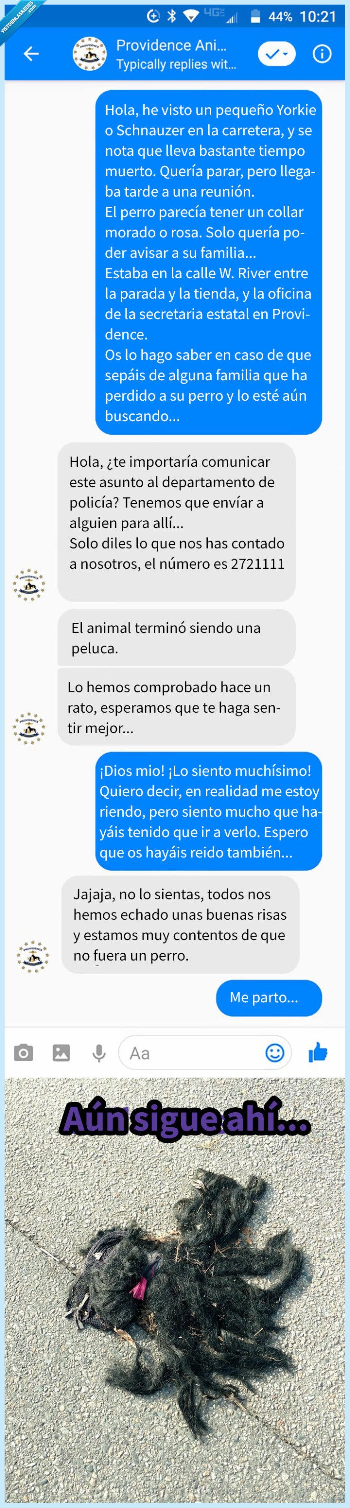 perrete,atropellado,calle,miedo