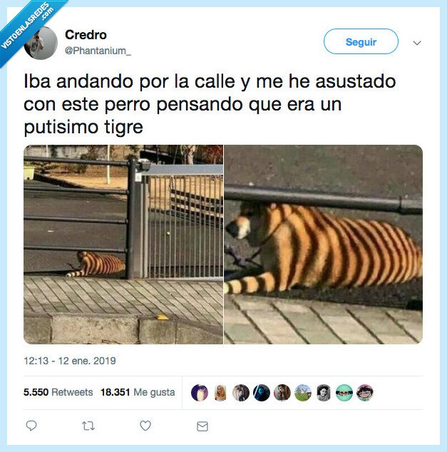 peor,también,confundir,tigre