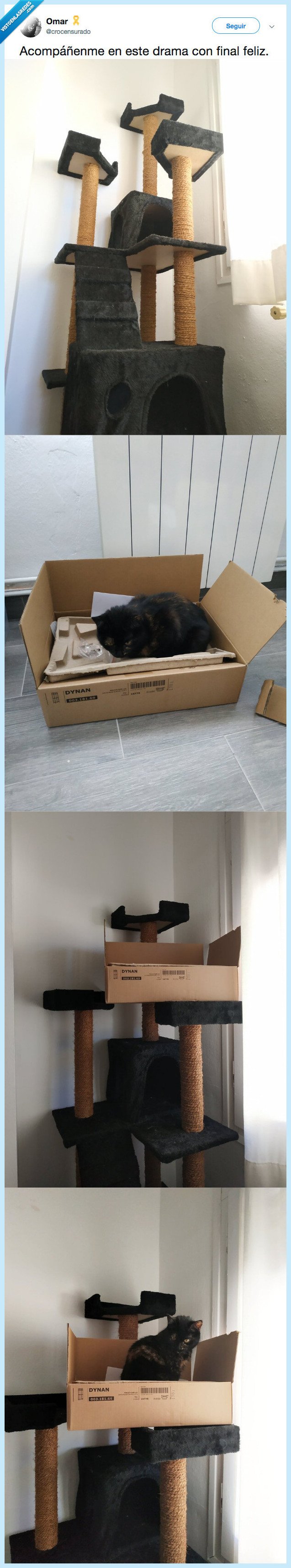 gato,final,feliz,caja