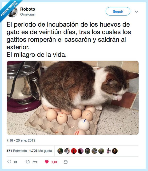 gato,huevo,gallina