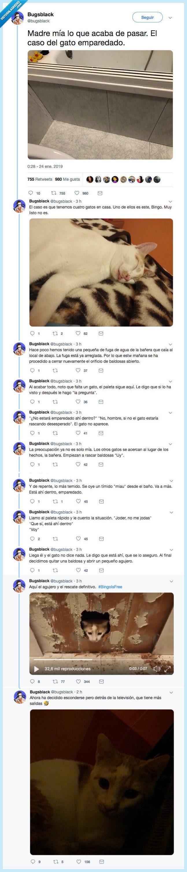 gato,paralela,dimensión