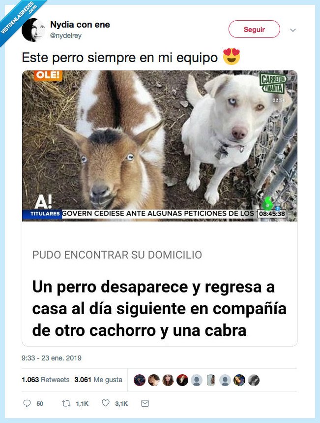 perro,representa,vida,cabra