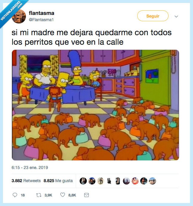traer,todos,casa,perri