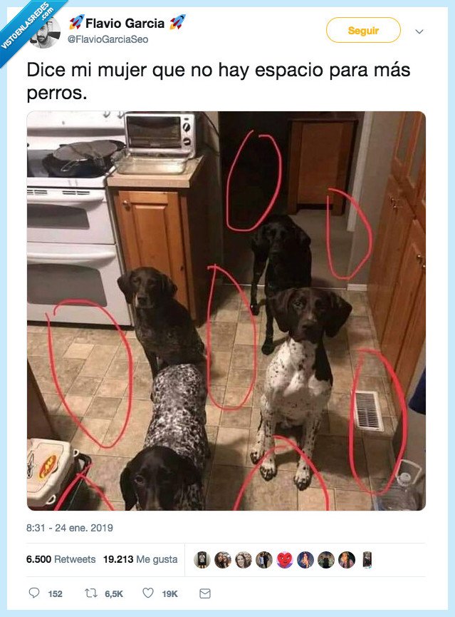 sitio animal,perro,hueco