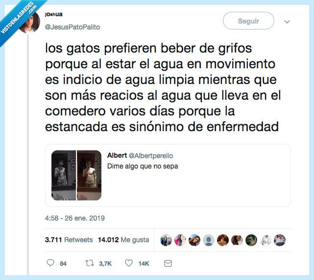 gatos,dato curioso,ya se algo nuevo