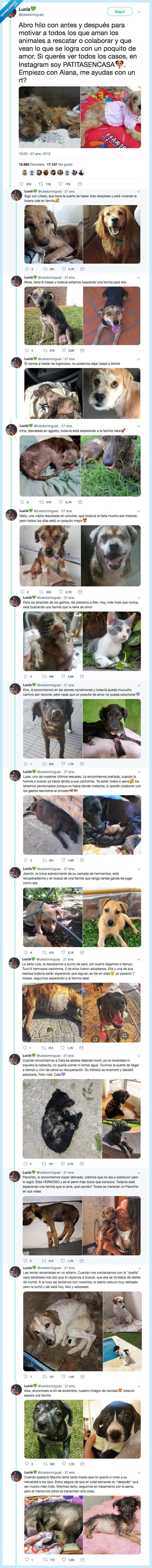 508669 - El antes y después de las mascotas rescatadas de la calles y es maravilloso, por @luledominguez
