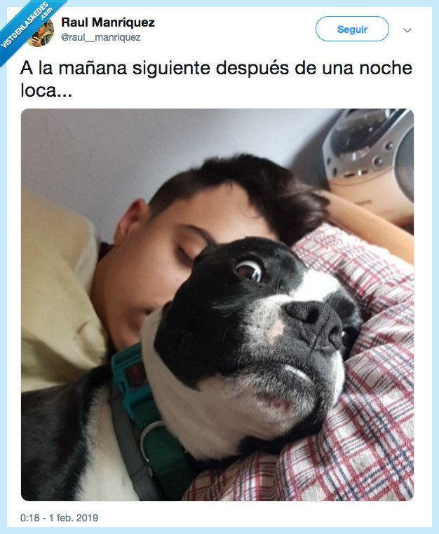 Mañana,noche,perro