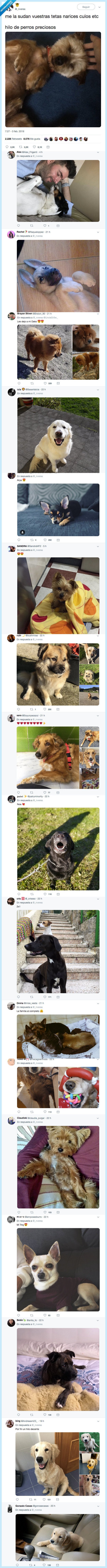 perretes,alegrar,día,perros,cachorro