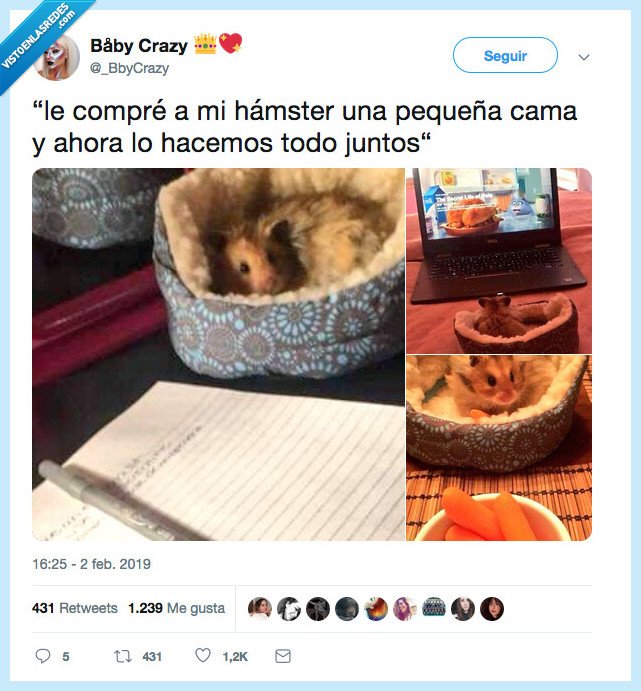 hámster,cama,ñeño