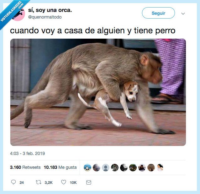 me lo llevo,casa de alguien,perro