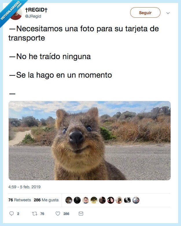 salir,guapo,quokka,ojala