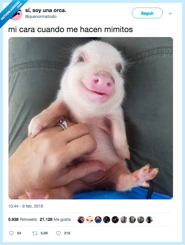 cosa,bonita,cerdito