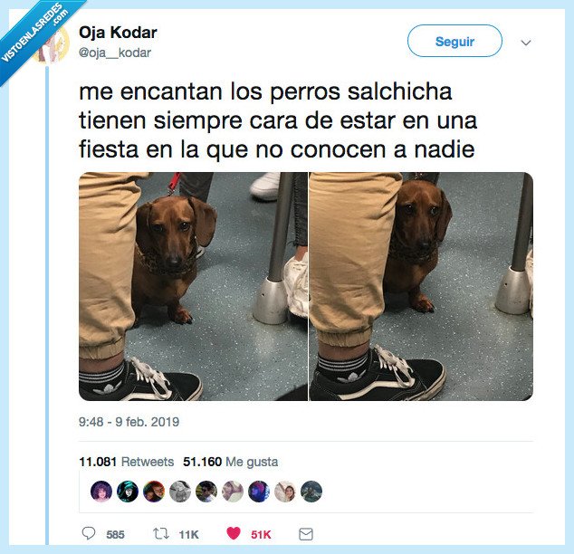anisedad,perros,salchicha
