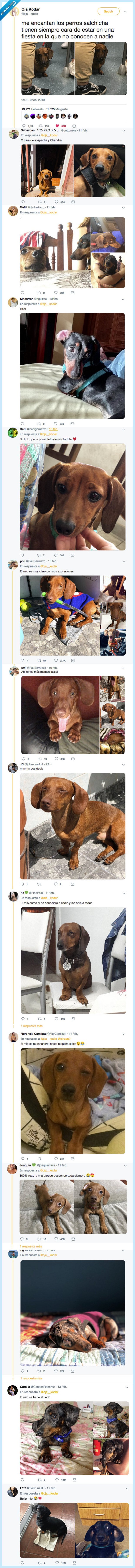 perros salchicha,vida,alegrar