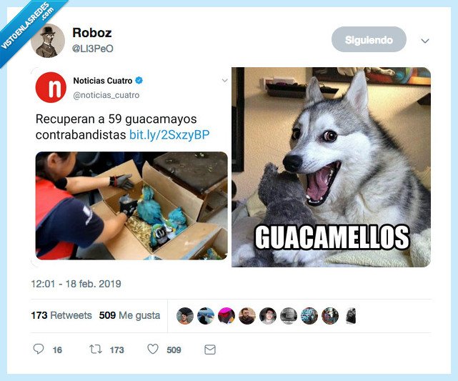 chiste,guacamello,guacamayo