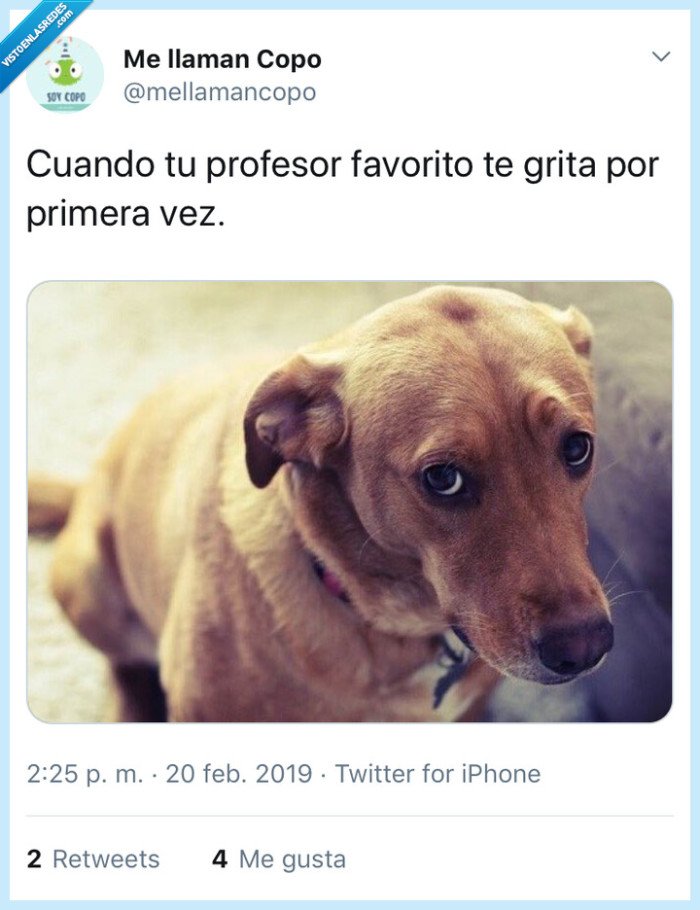 Profesor,triste,colegio,perro