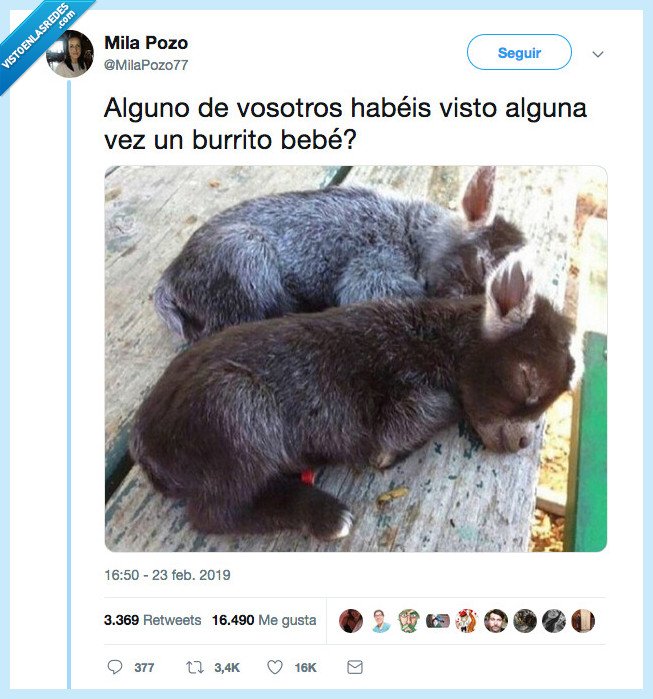 ver,burro,bebé,holipuli