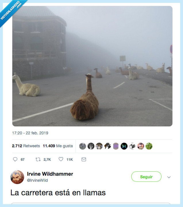 llamas,carretera,estar